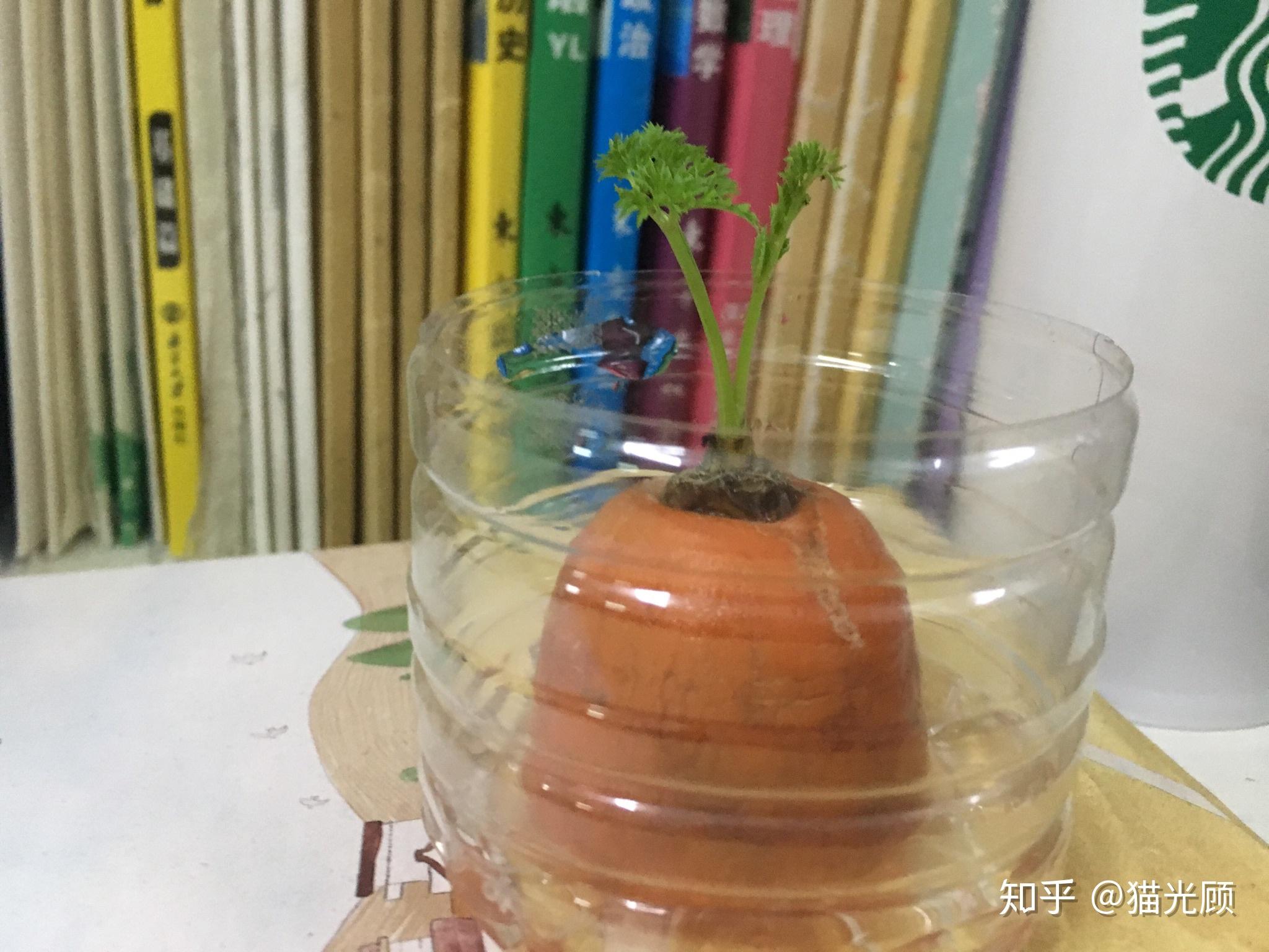 水培胡萝卜记录