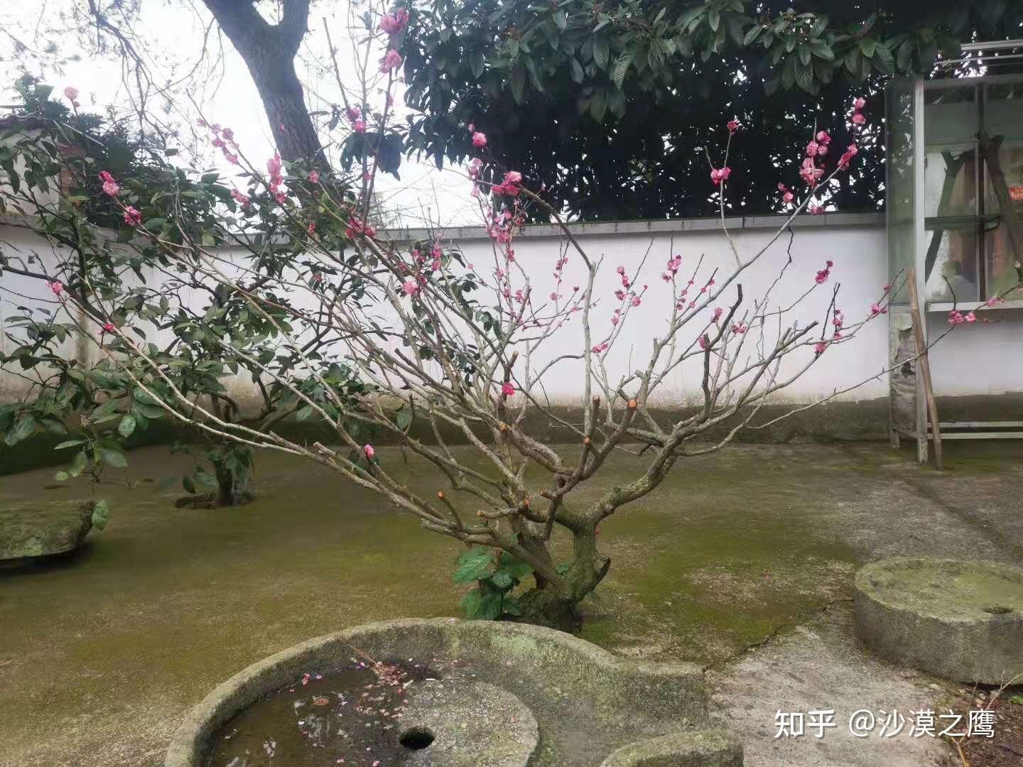 自家红梅树已经15年了,没修剪,现在怎么修?沙漠之鹰