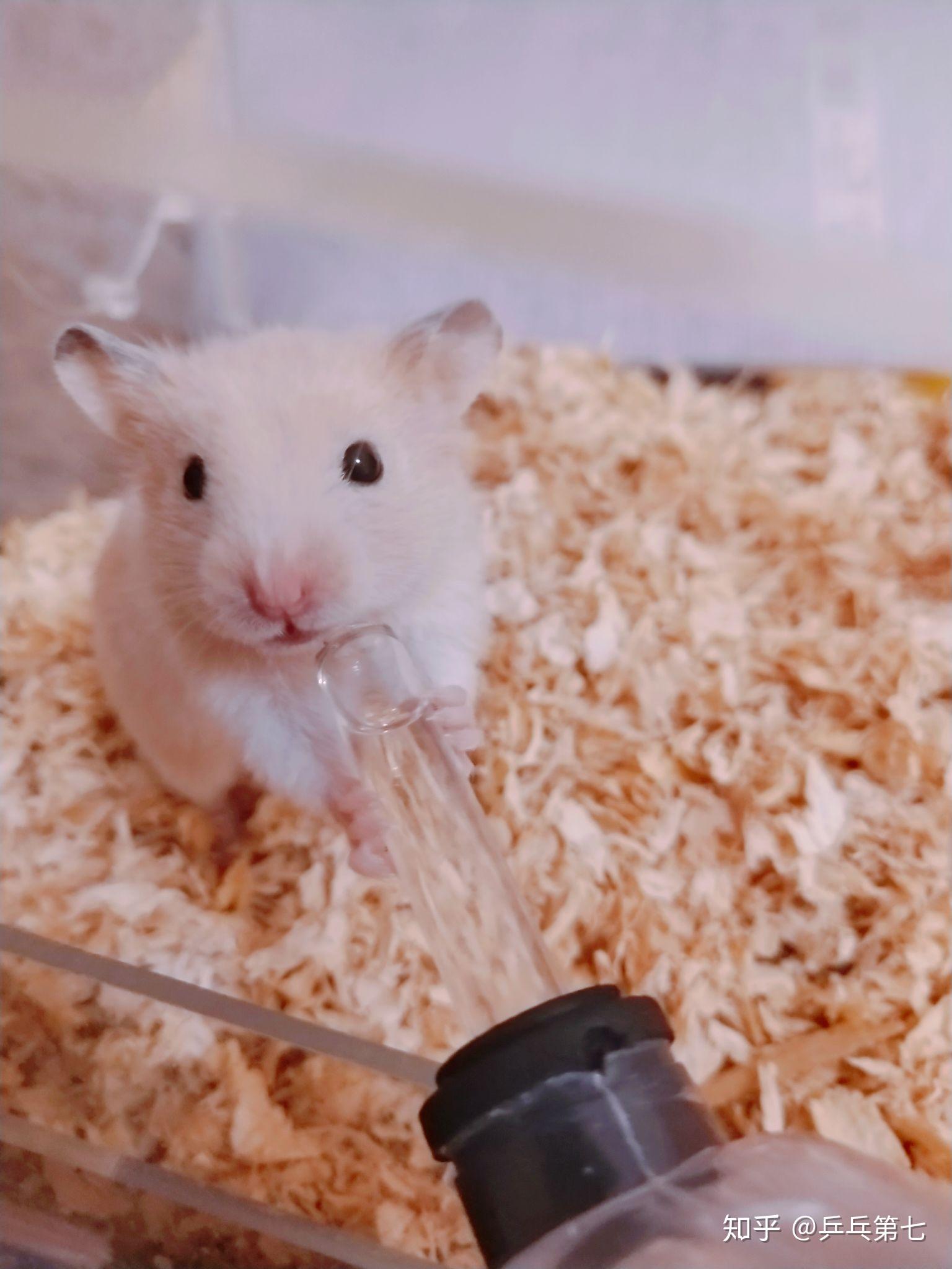 最可爱的仓鼠照片是什么?