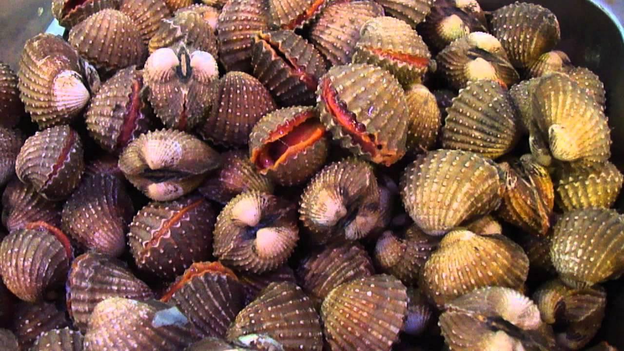 泥蚶红色的是血吗