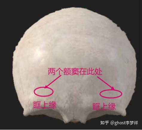 医学笔记，系统解剖学#2 - 知乎