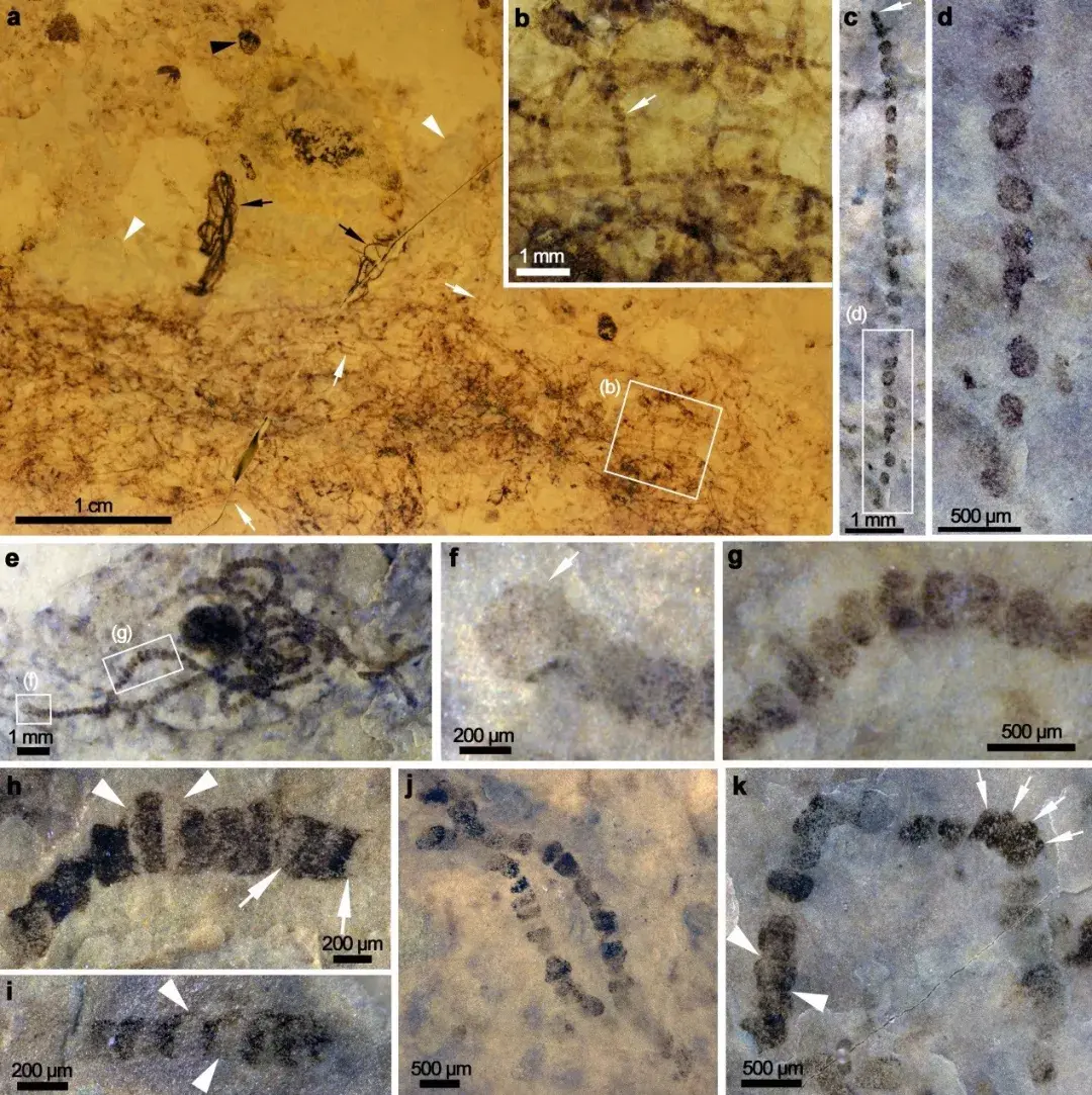 图 a 为保存在岩石手标本表面的微生物席构造,图 f 中箭头所示为厚壁