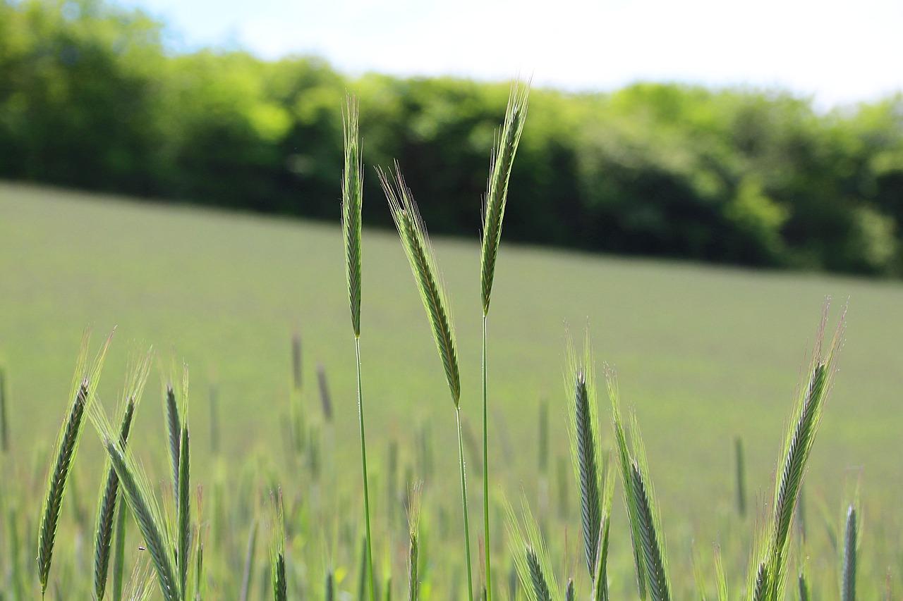 3. 玉米生长期限