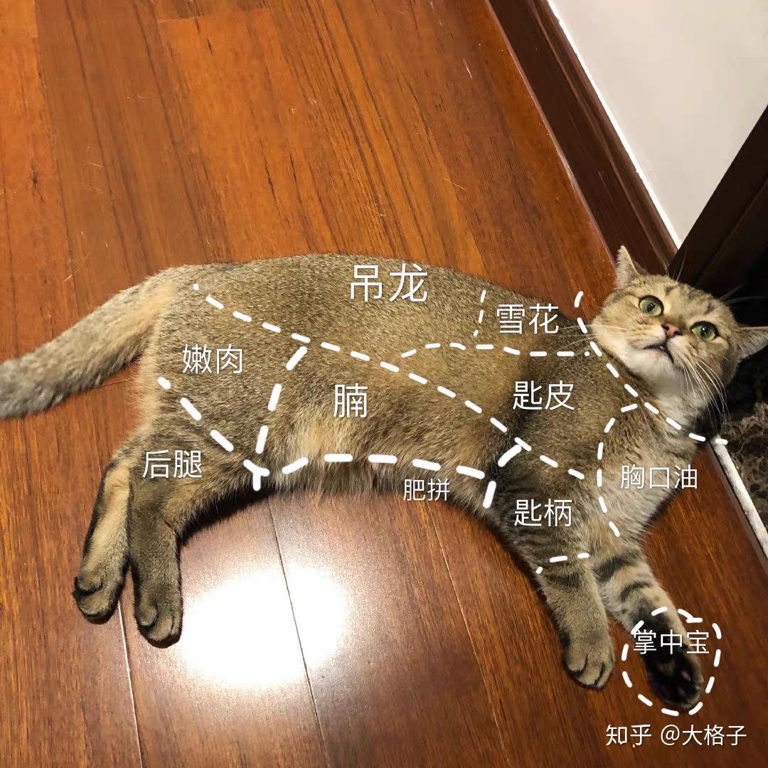 如何看待当代年轻人喜欢吸猫多过于养狗？ - 知乎