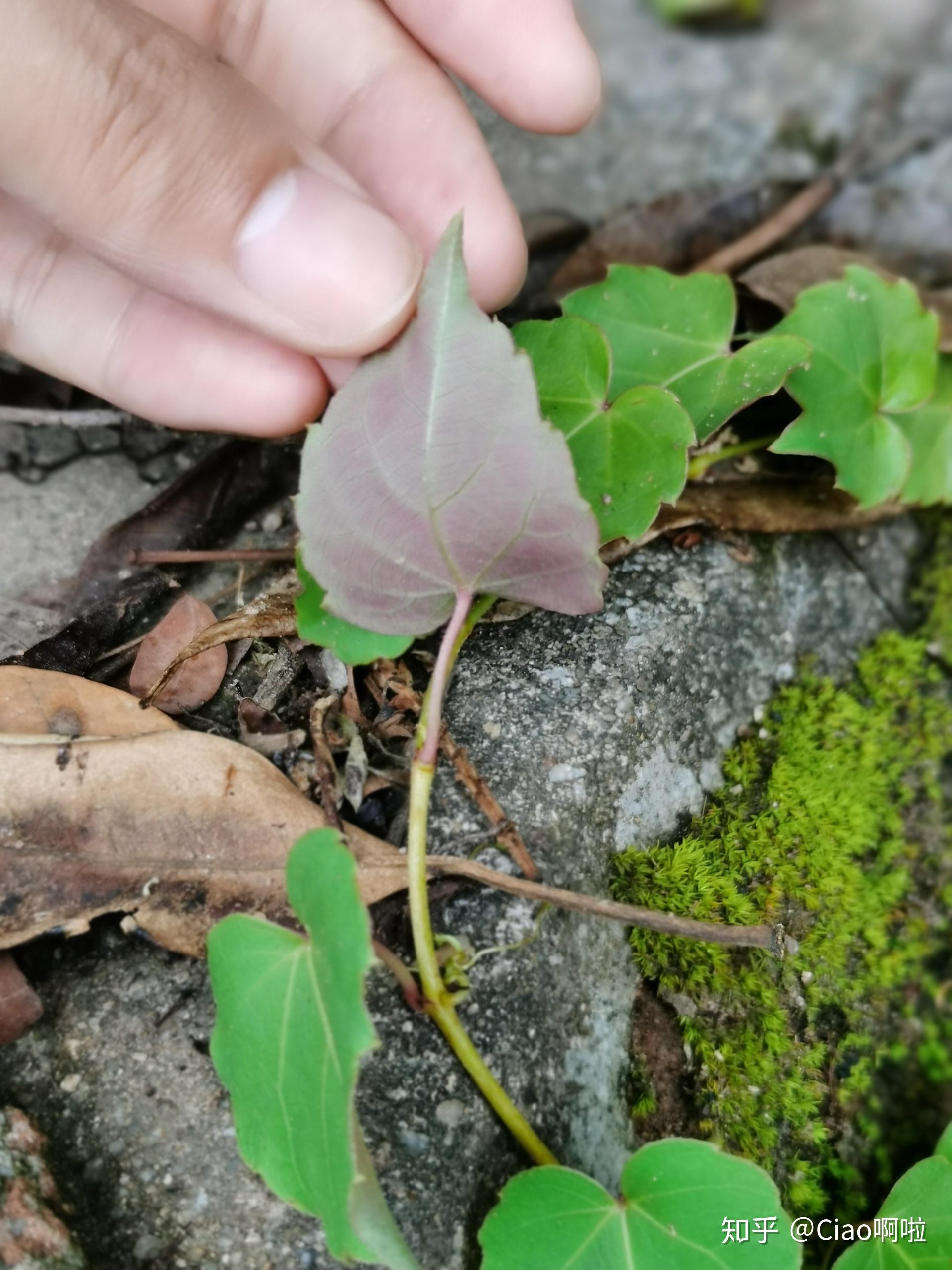 丹霞山双子叶植物图片