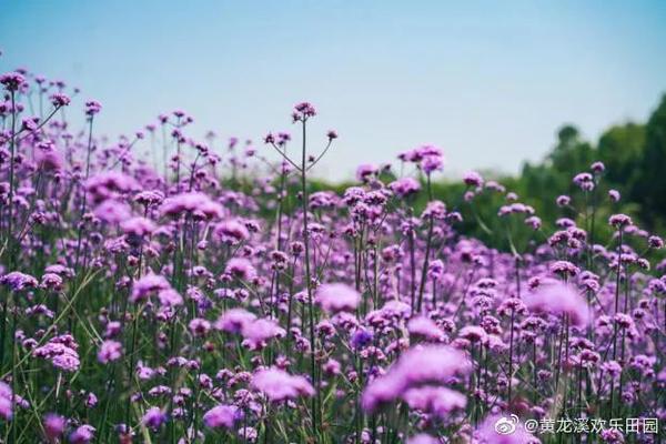 六月 是紫色的花海 知乎