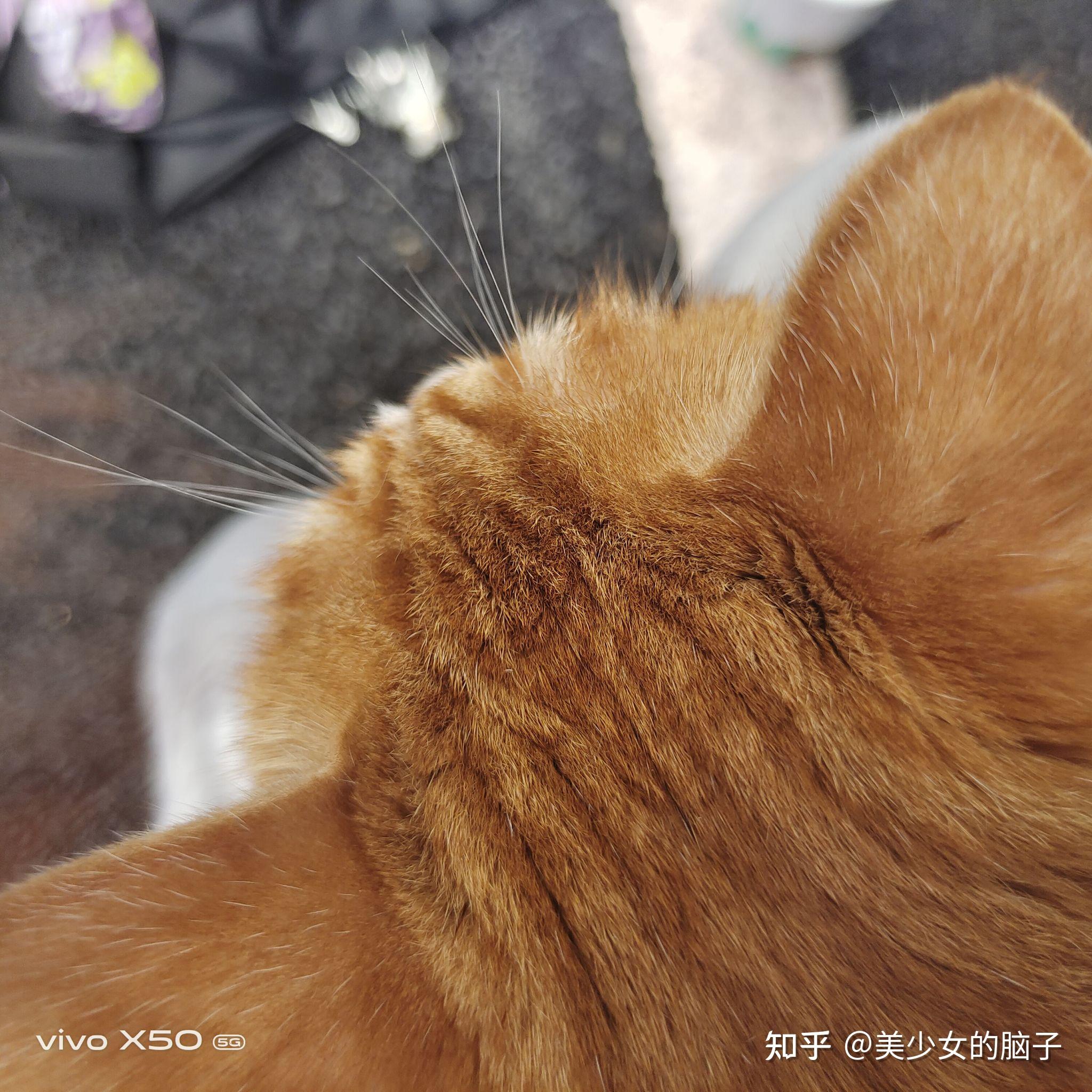 下雨天可以带猫出门吗？ 知乎 9940