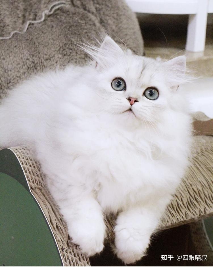 哪里买金吉拉猫咪