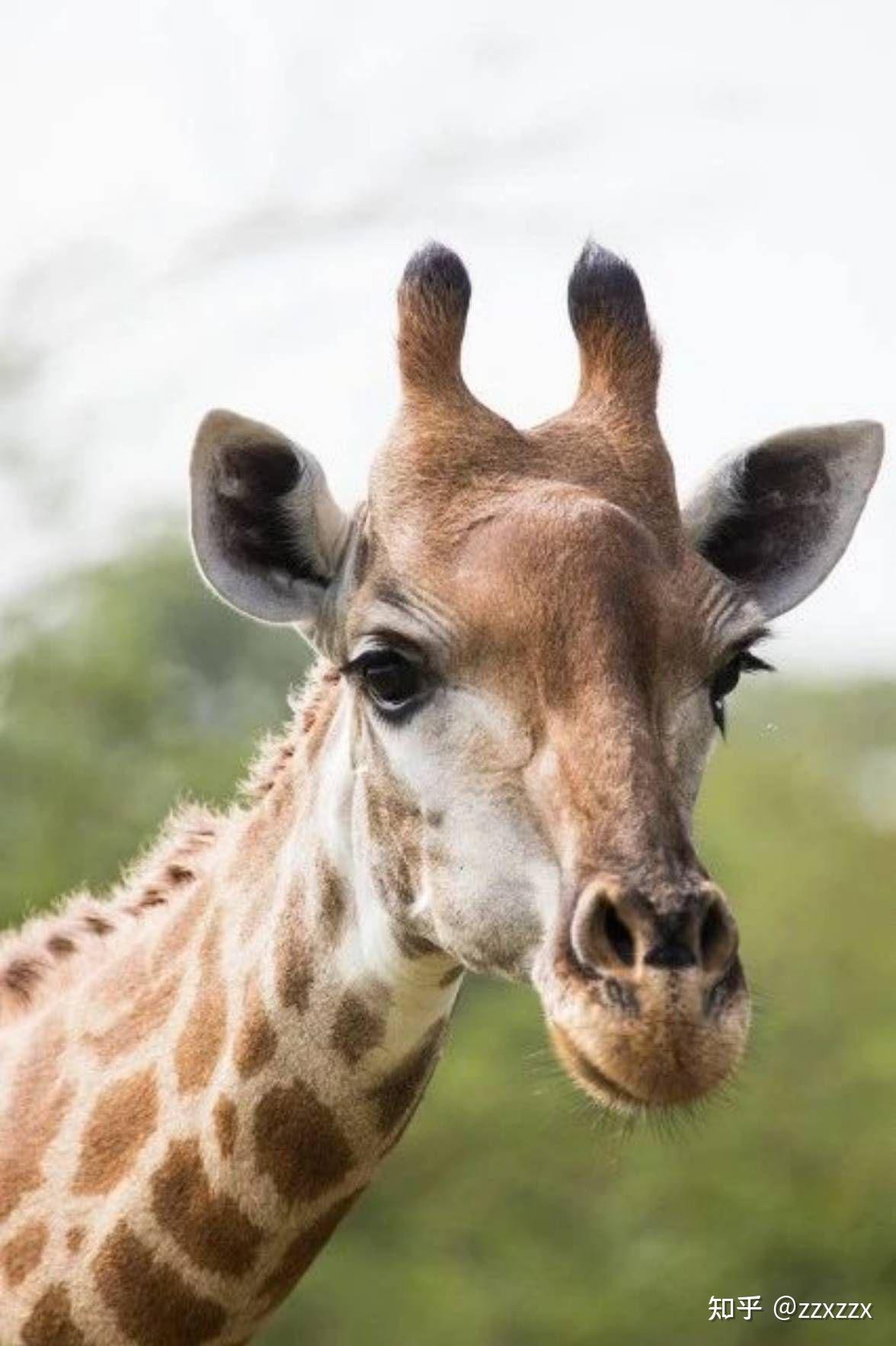 如何回答孩子的提问「长颈鹿耳朵痒了怎么办」? - 知乎