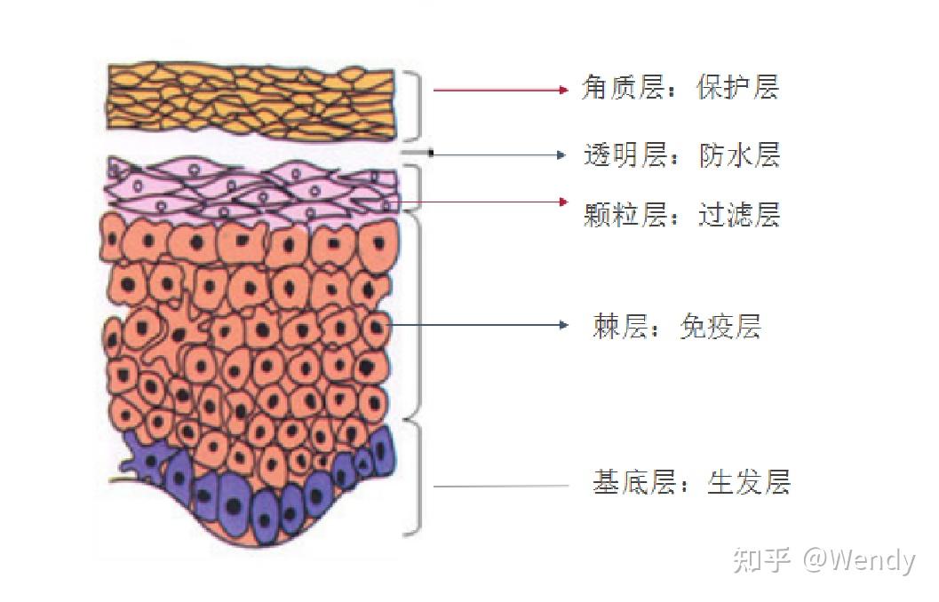 正确认识皮肤生理结构