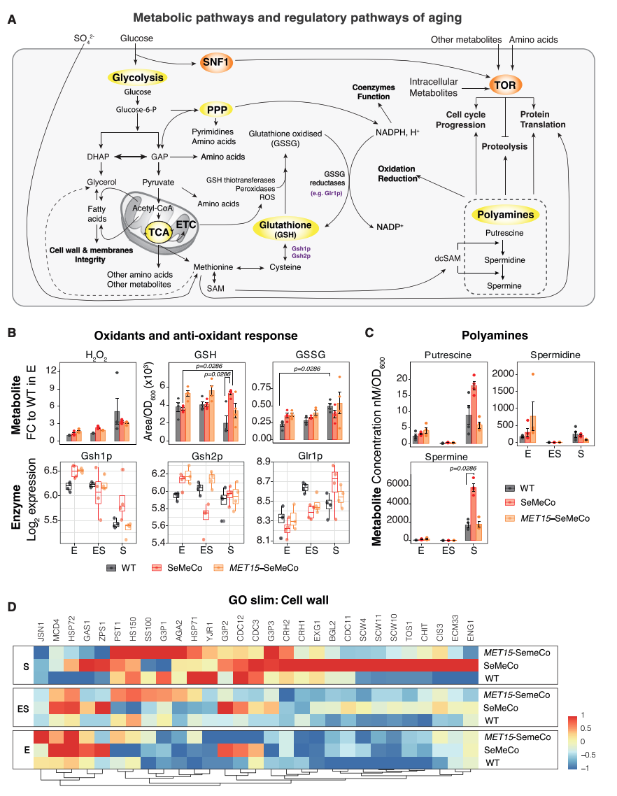 Cell丨细胞间代谢物交换创造了一个有利于生存的代谢环境，可以延长寿命 - 知乎