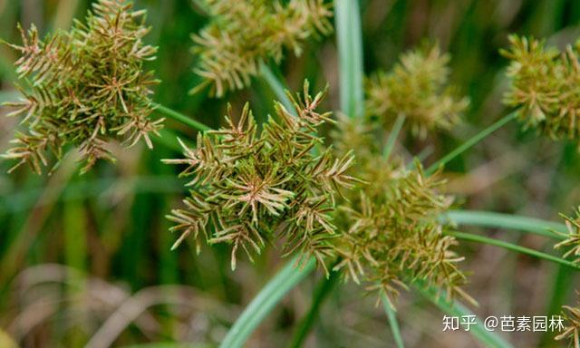 莎草科杂草的快速识别