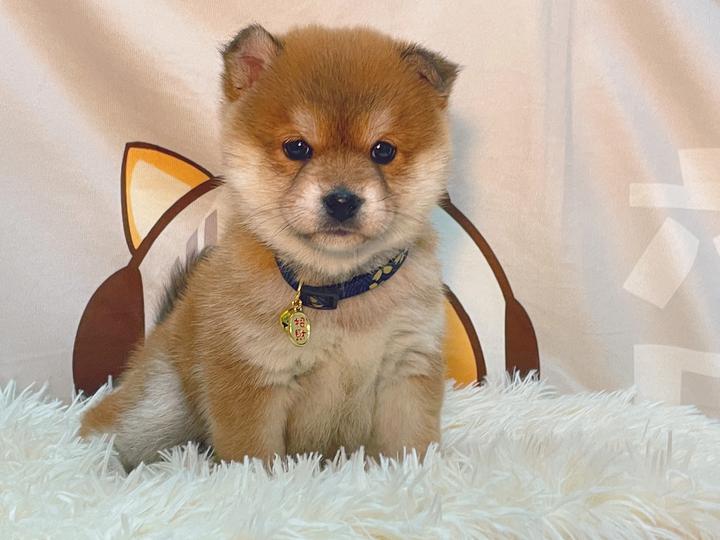 黑柴犬怎么挑选?黑柴的配色和胸花怎么看? - 知乎