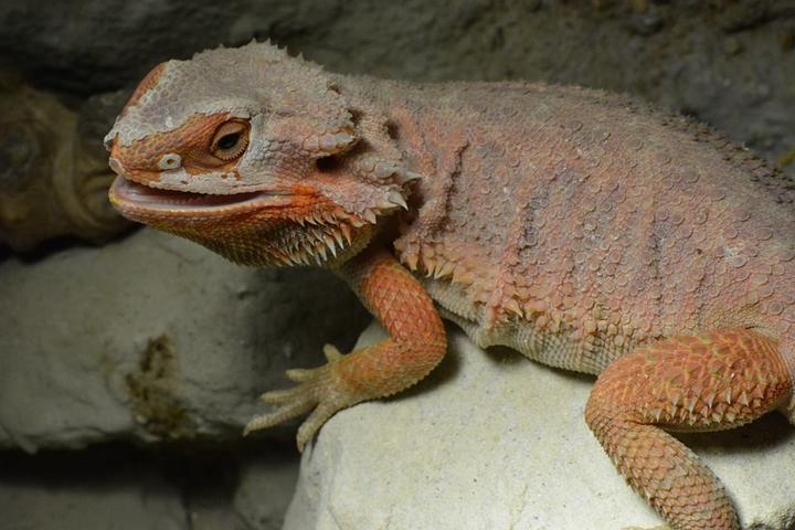 爬寵鬃獅蜥蜴吃什麼?蜥蜴餵食標準食譜大全,以及杜比亞蟑螂繁殖