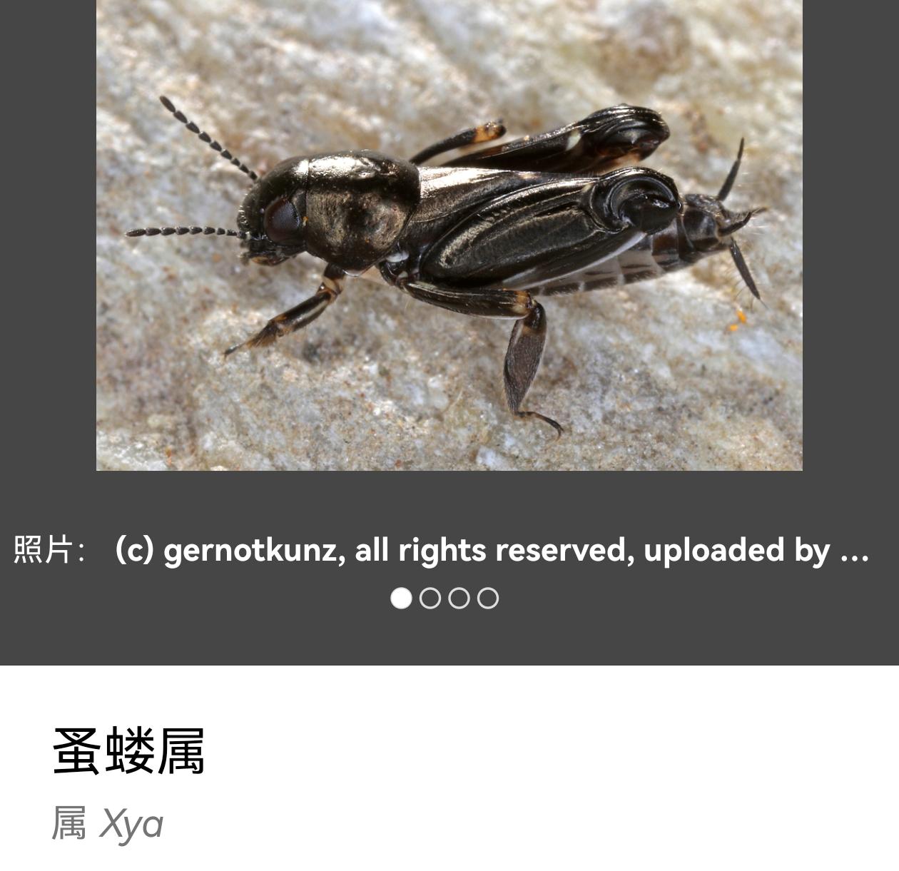 这种黑色像蚂蚱和蟋蟀一样会跳的虫子是什么