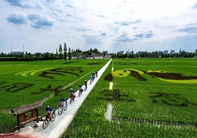 美化栽培技术原乡和林村网红稻田景观都是不错的选择不管是欣赏美景