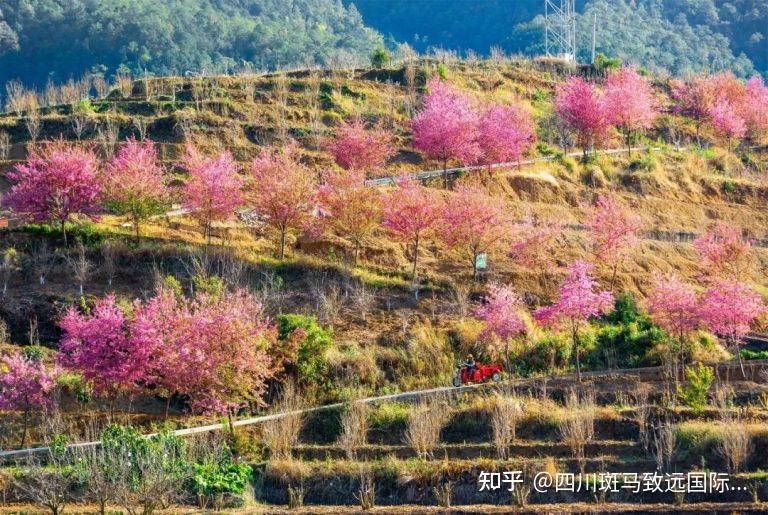 【攀枝花旅游攻略】四川攀枝花保姆级游玩攻略!景点、住宿 - 知乎