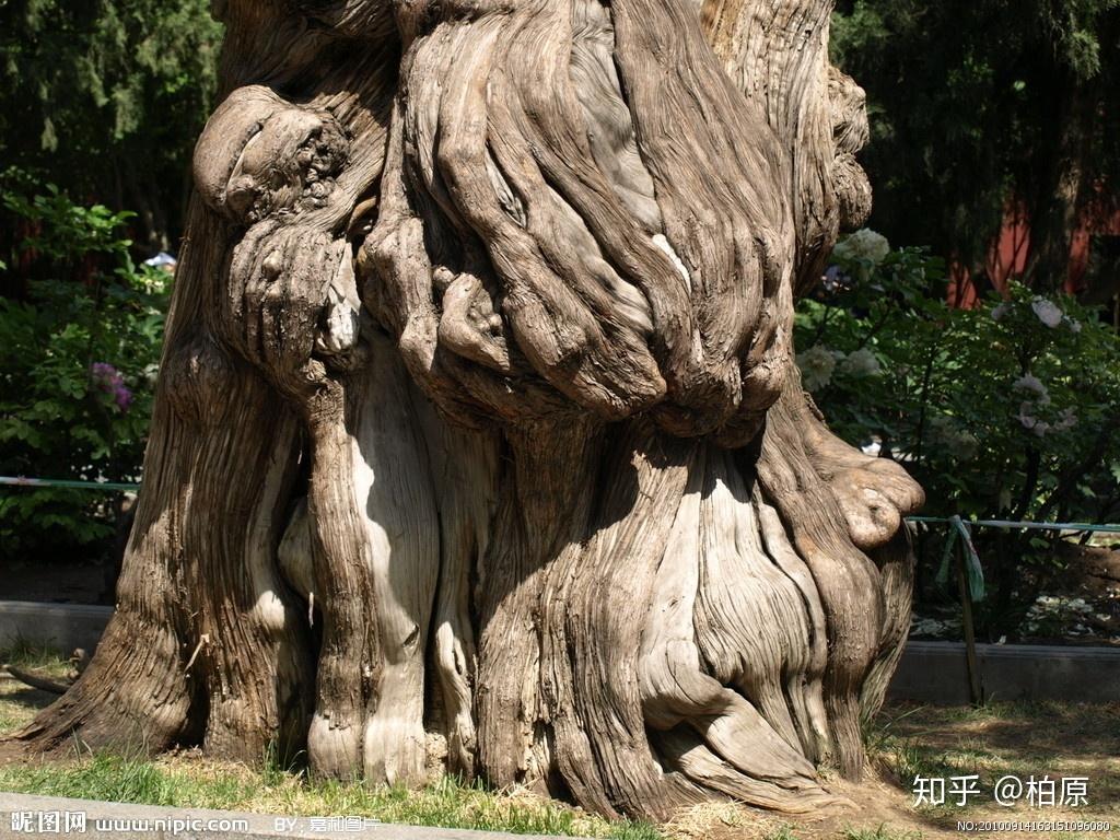 黄帝手植柏真实树龄图片