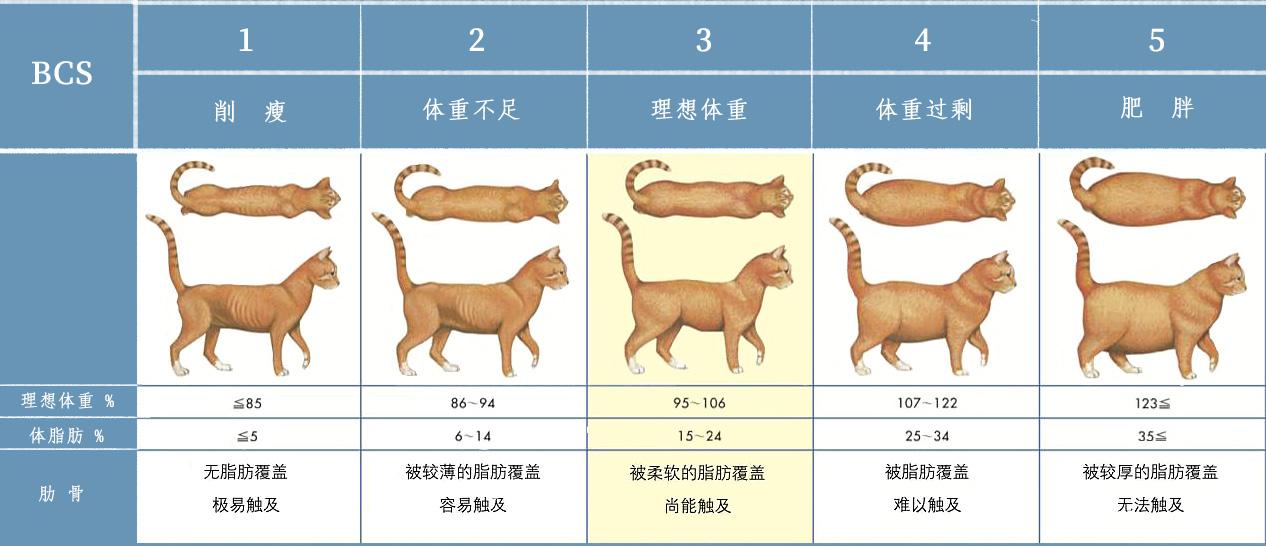 猫咪过度肥胖的危害你知道多少? - 知乎
