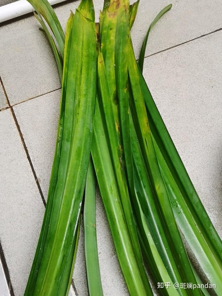 斑斓叶为什么逐渐被淘汰了