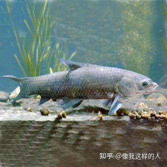 中国四大家鱼之首~青鱼 - 知乎