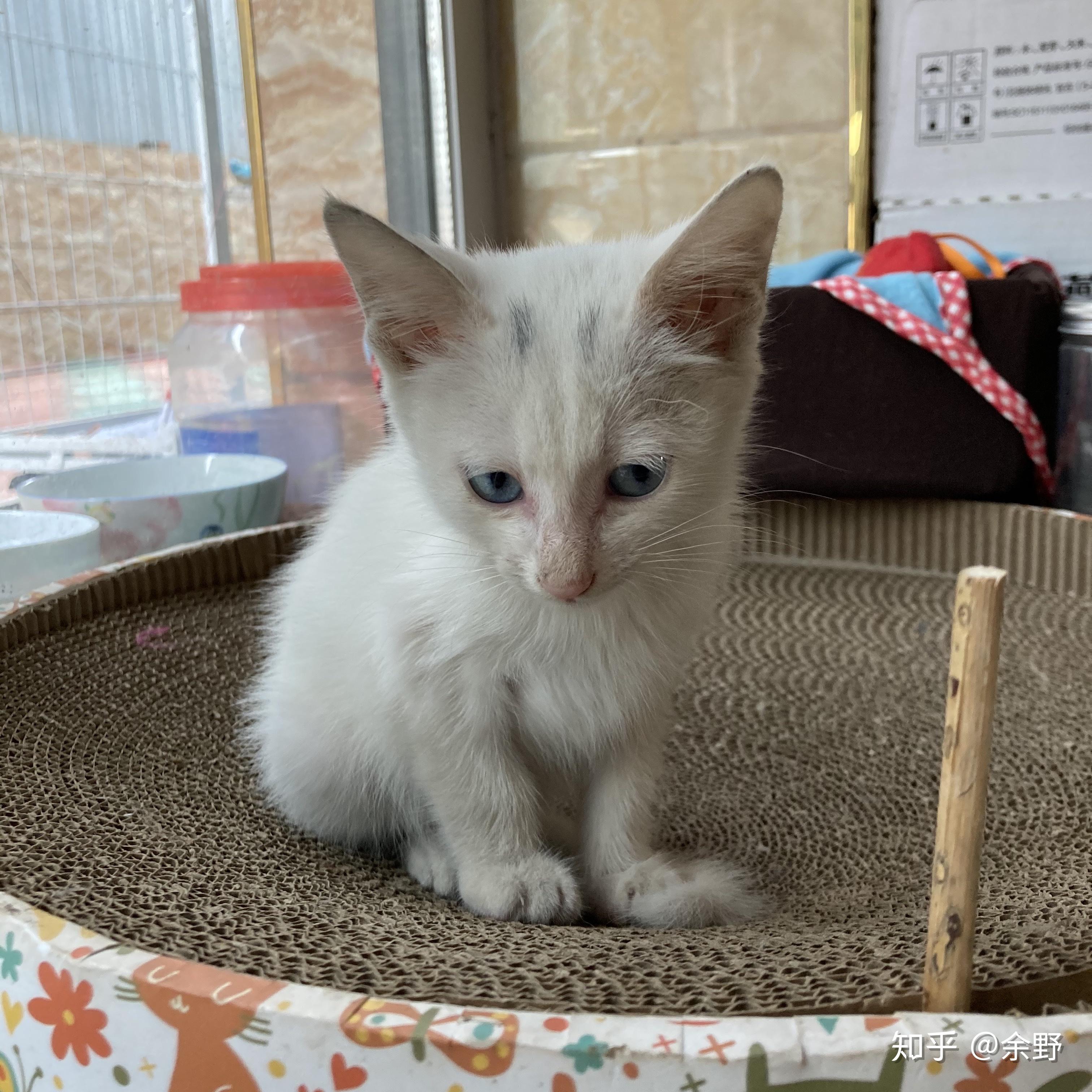 请问我家猫猫是中华田园猫中的白猫吗? - 知乎