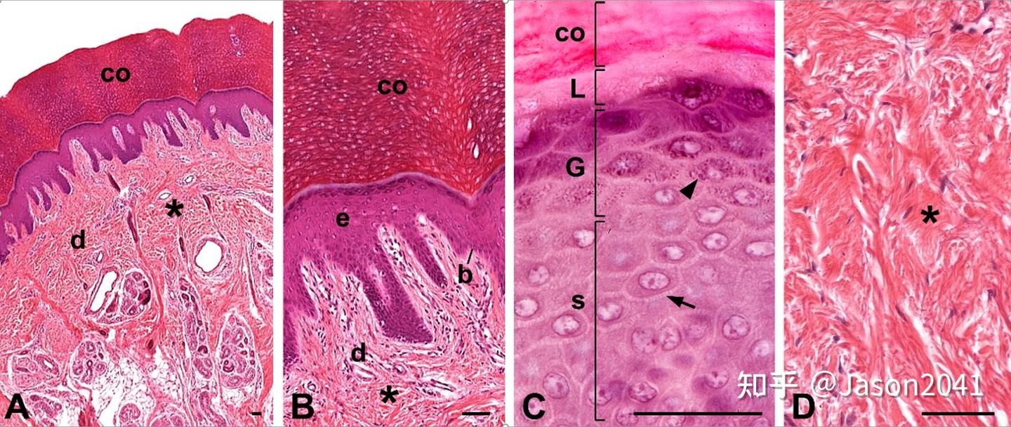 无毛皮肤表皮层的显微和超微结构 - 知乎