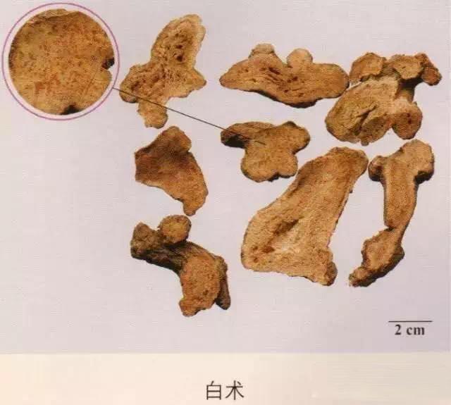 每天带你学中药-白术和白芍