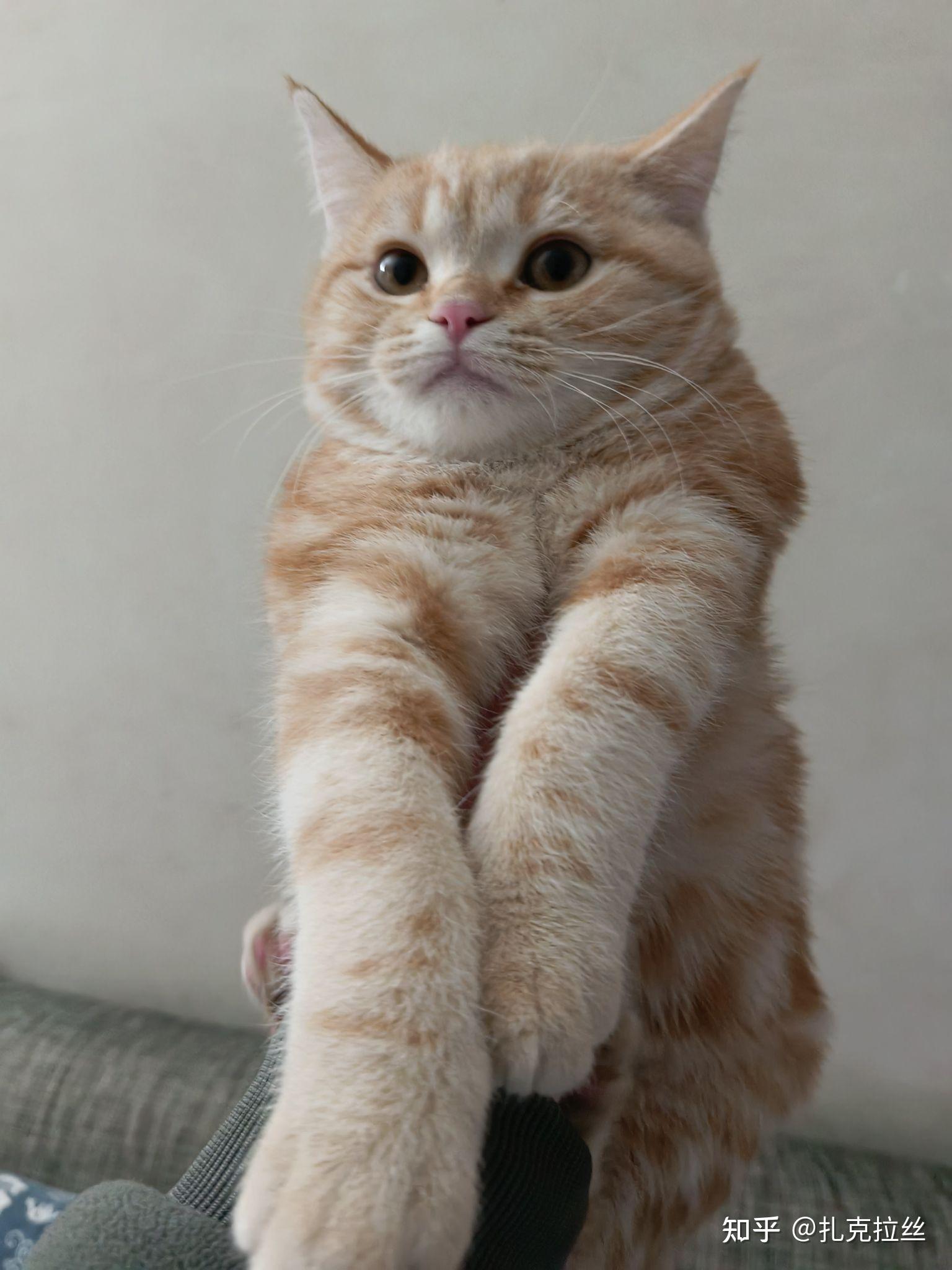 请问这是纯种美短凯米尔色吗