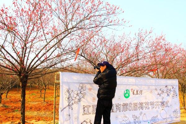 凤凰沟梅花节图片