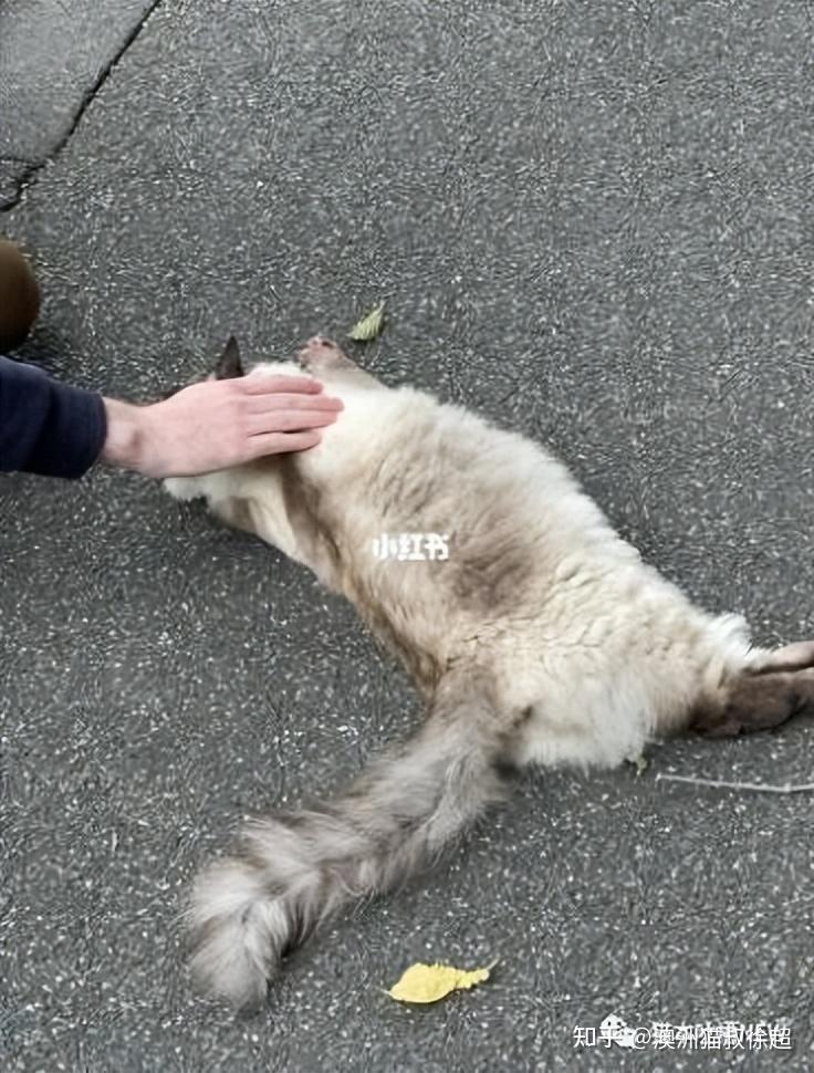 墨尔本cbd布偶猫摔下高层住宅楼,口吐血泡伤势严重