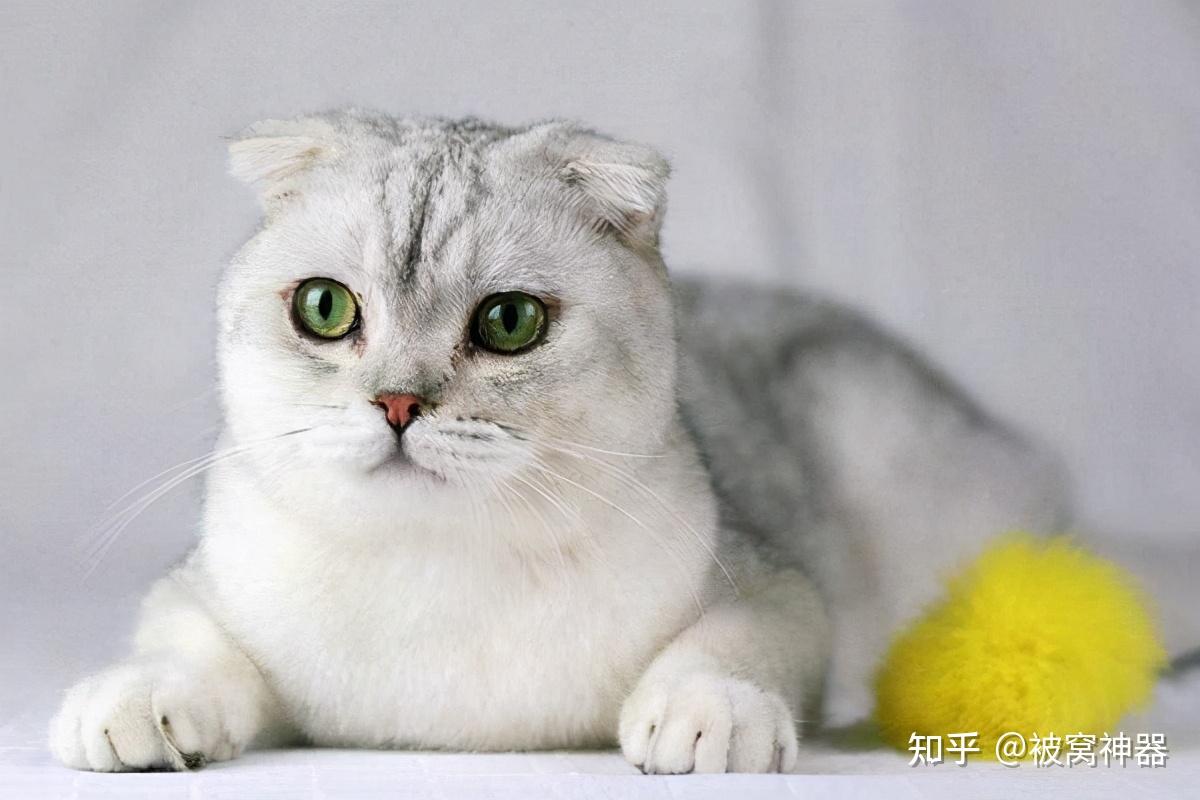 折耳猫有病是谣言? - 知乎