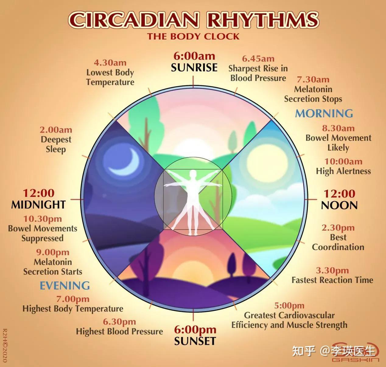 生物钟自然醒图片