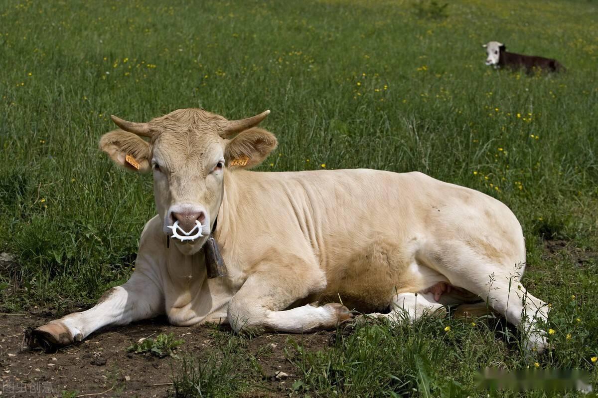 牛瘤胃鼓气如何治疗?中医治疗牛瘤胃鼓气的方法