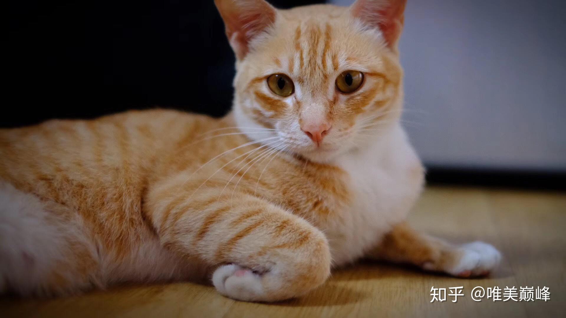 猫咪为什么喜欢做「 揣手手」的动作？ - 知乎