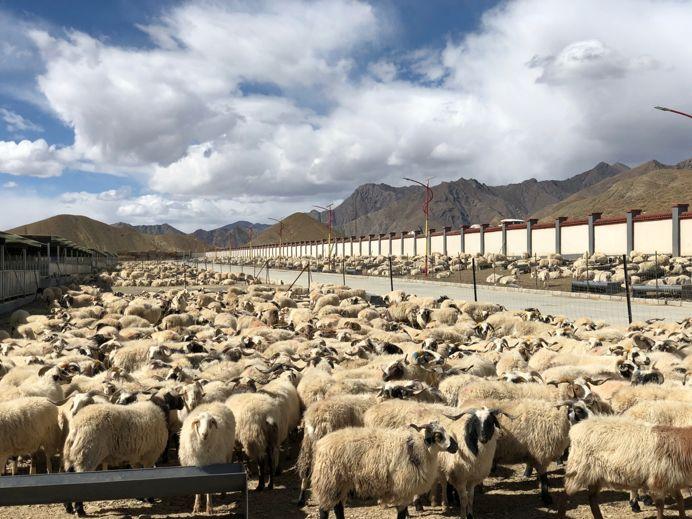 拿出最好的牦牛肉湖北请收下这份来自西藏的情谊
