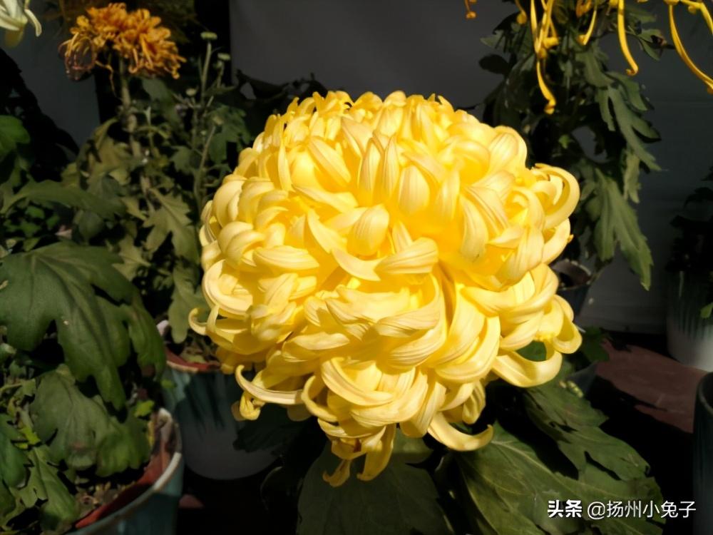 綠菊花花語是什麼(採菊東籬下采的是什麼菊)