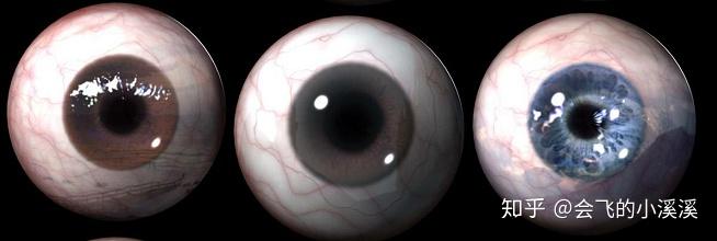 3d模型角色人物超逼真眼睛模型材质maya全模型材质渲染贴图的一个集合