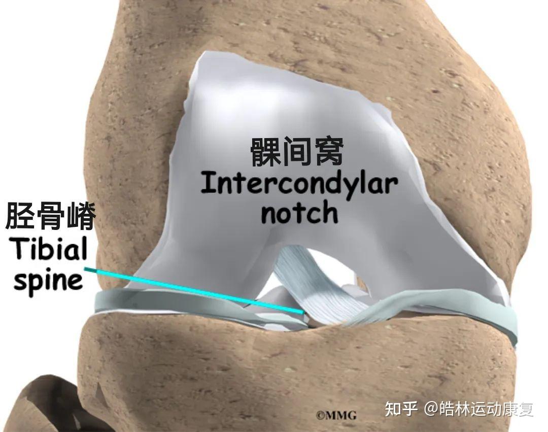 前十字韧带损伤康复治疗指南 - 知乎
