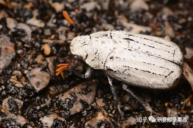 秒懂世界杯虫迷也疯狂