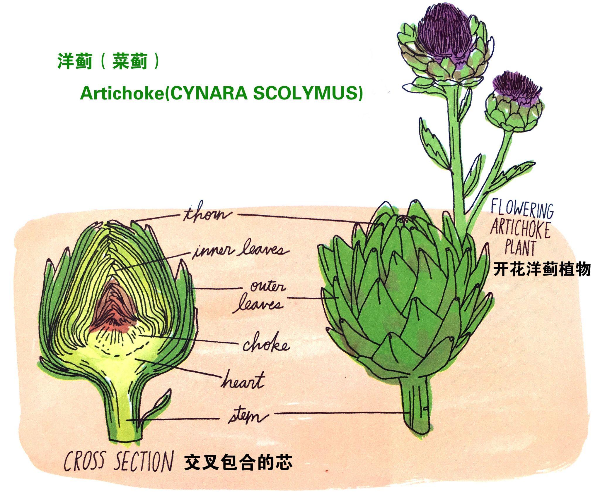 菊科花解剖结构图图片