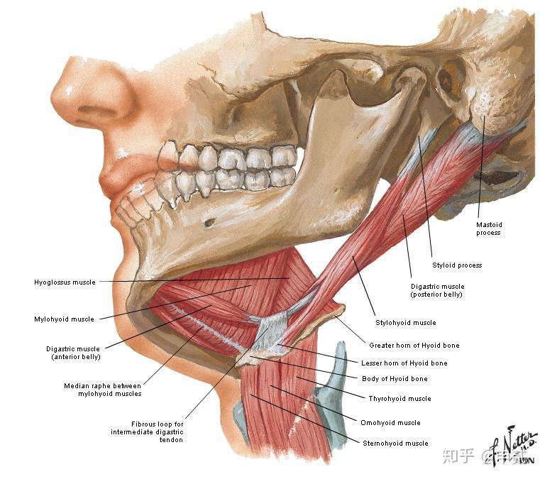 – 位於舌骨以上一組肌肉的總稱61 下頜舌骨肌 mylohyoid61 頦