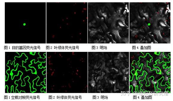 烟草亚细胞定位实验步骤