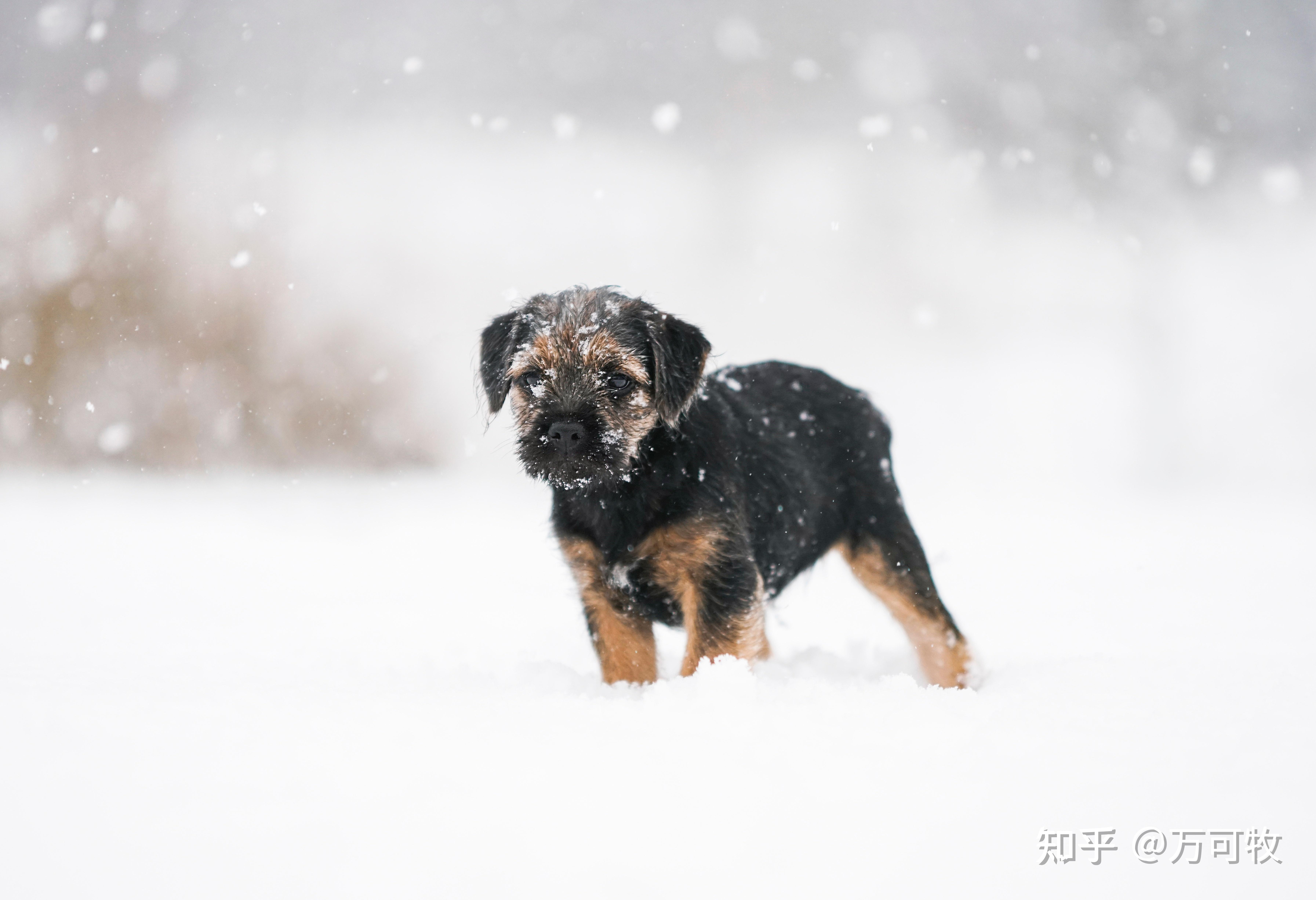 世界名犬图片大全小型图片