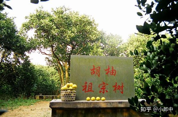 怕上火吃胡柚膏