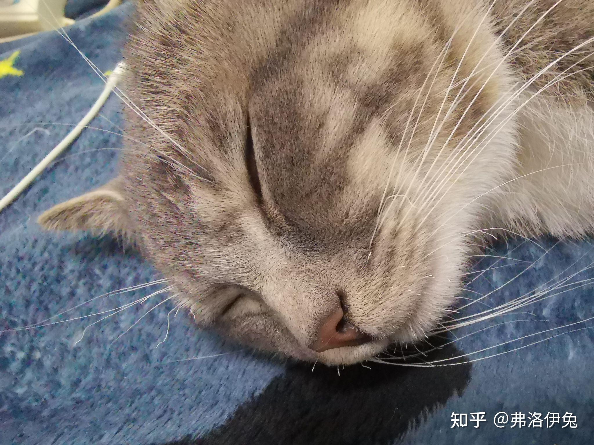 剪了猫的胡子猫死了图片