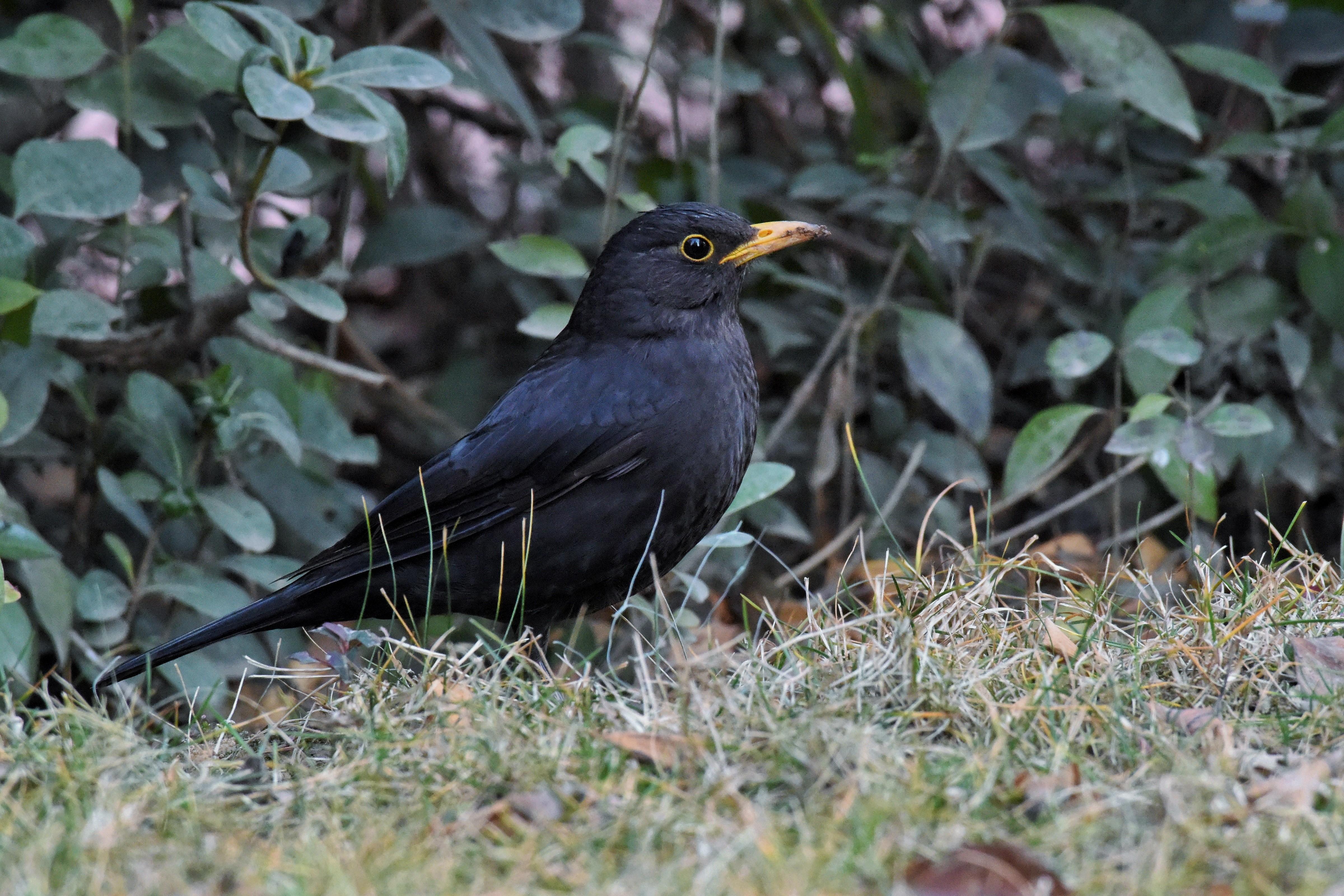 鸫科鸟类: 乌鸫 (Turdus merula),唯一喜欢在你家附近筑巢的鸟 - 知乎