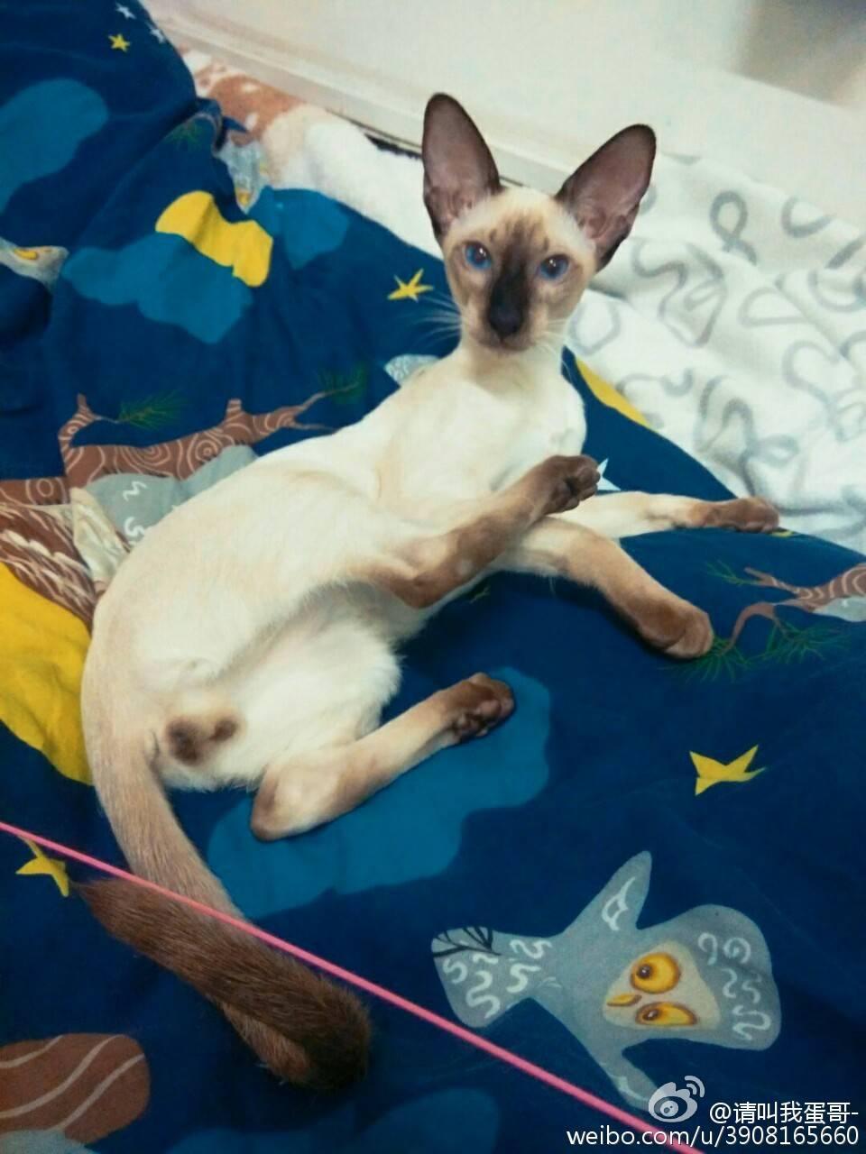 纯种暹罗猫是不是长得很瘦,长腿长脚的?