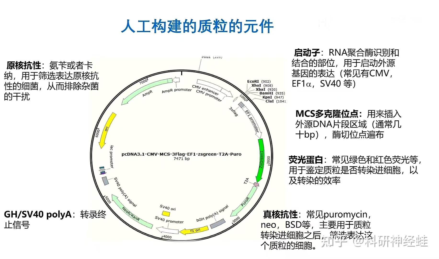 DNA重组质粒构建——实验入门全解析 - 知乎