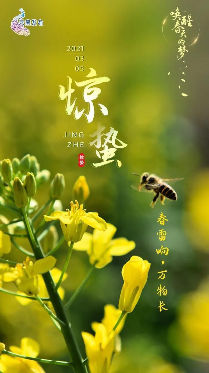 今日惊蛰那些蛰伏的惊喜终将破土而出